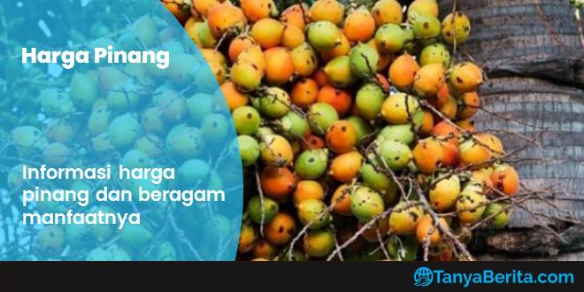 Harga Pinang Kering Per Kg Terbaru