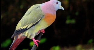 Harga Burung Johan Terbaru