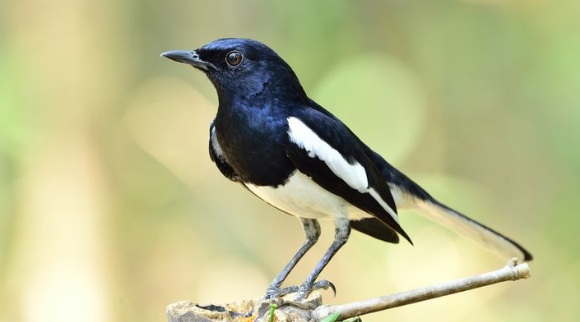Harga Burung Kacer Terbaru