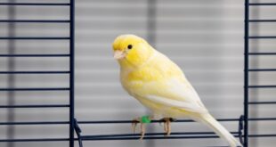 Harga Burung Kenari Terbaru