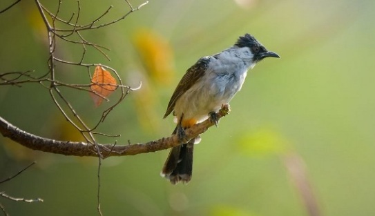 Harga Burung Kutilang Terbaru