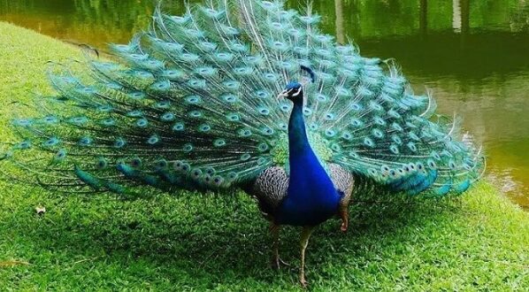 Harga Burung Merak Terbaru