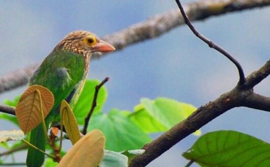 Harga Burung Trontong Terbaru