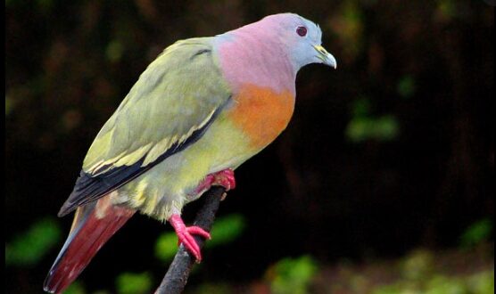 Harga Burung Yellow Stone Terbaru