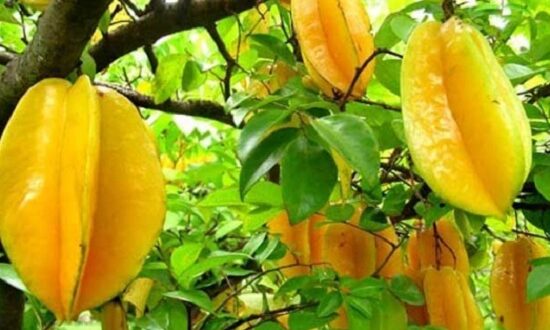 Harga Belimbing per Kilo di Pasar