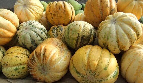 Harga Blewah per Kg Terbaru