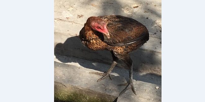 Harga Ayam Tukung Terbaru