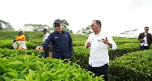 Ciptakan Sejarah PalmCo Turn Around Komoditas Teh dan Karet Hingga Untung